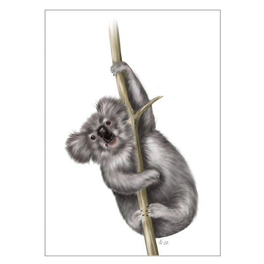 |weiss |Grusskarte Koala |Karte exotische Tiere