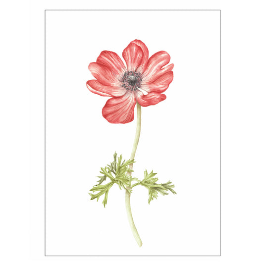 Grußkarte Anemone