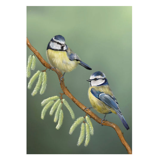 |grün|Grusskarte Blaumeisen im Frühling |Karte Frühling |Birkenkätzchen