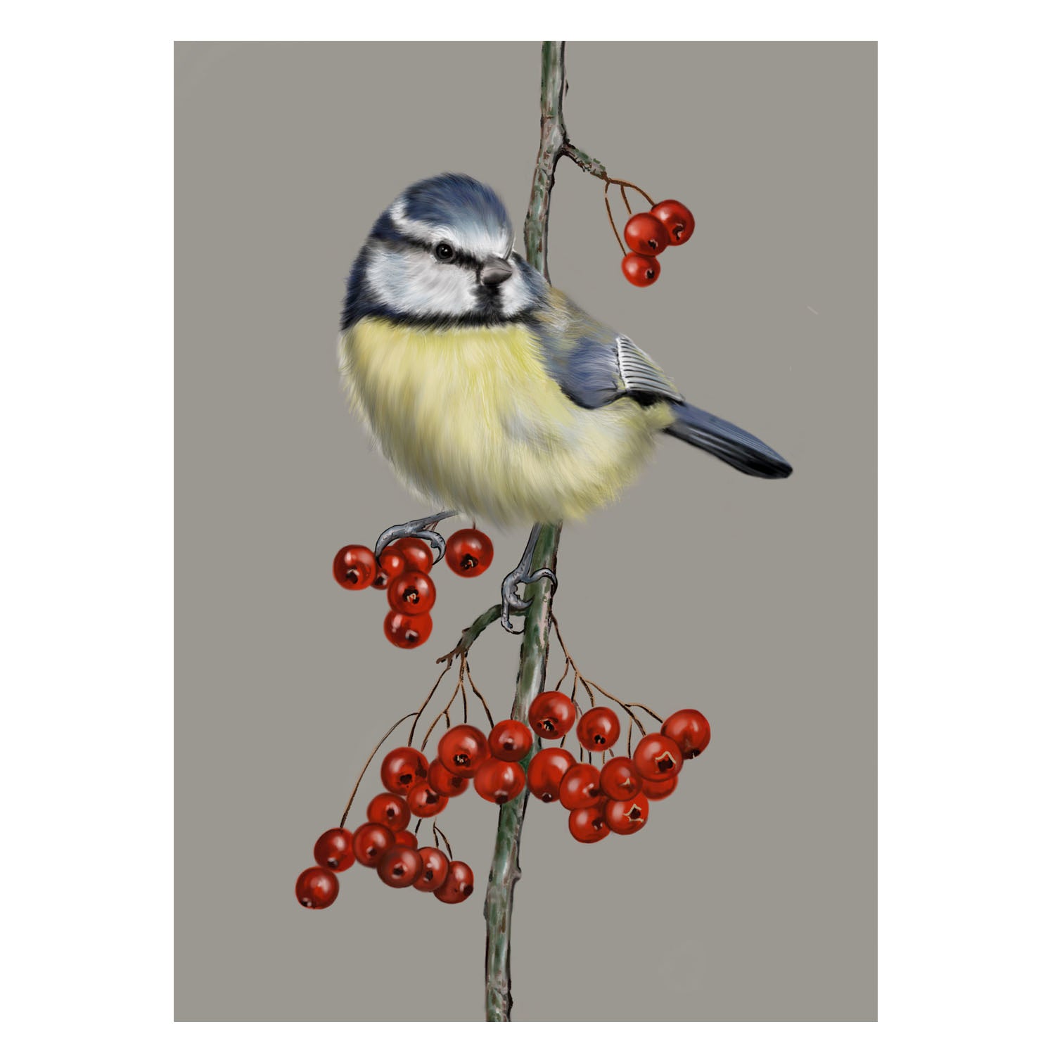 |Hintergrund grau |Grußkarte Blaumeise |Karte Vogel
