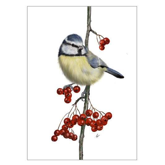 |Hintergrund weiß |Grußkarte Blaumeise |Karte Vogel