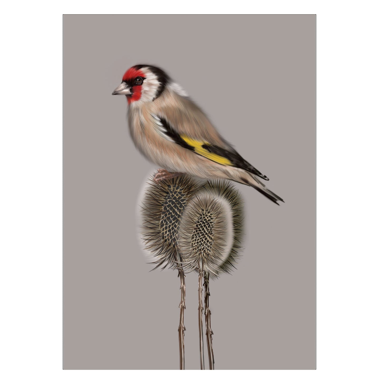 |grau |Grusskarte Distelfink |Karte Vogel