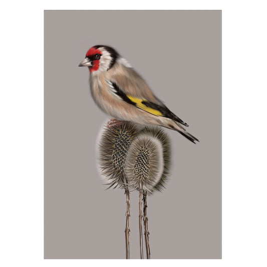 |grau |Grusskarte Distelfink |Karte Vogel