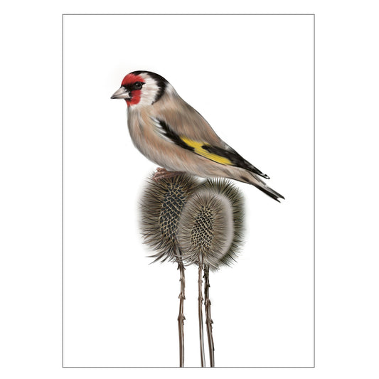 |weiss |Grusskarte Distelfink |Karte Vogel