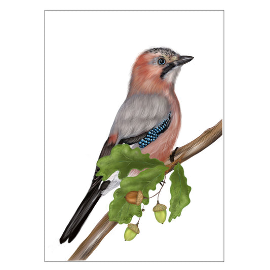 |weiss |Grusskarte Eichelhäher |Karte Vogel |Eicheln