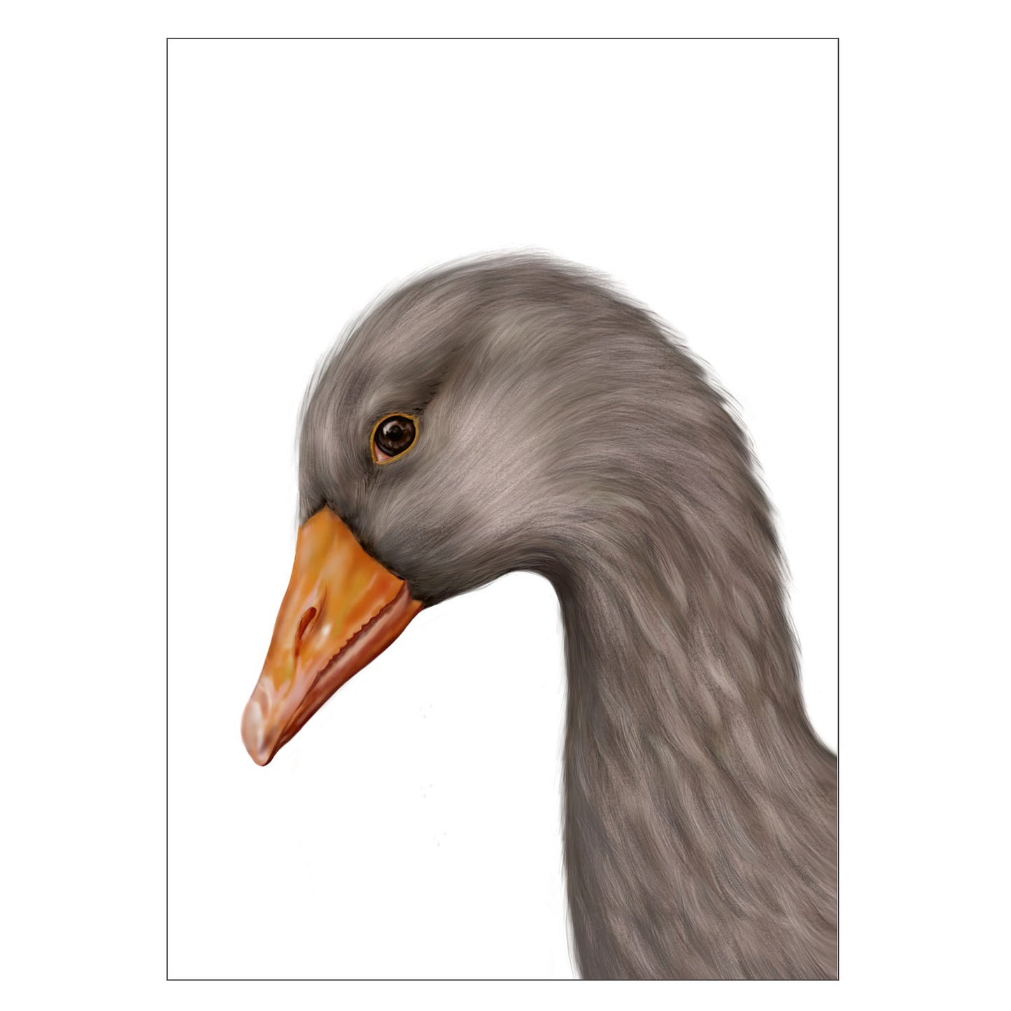 |weiss |Grußkarte Gans |Karte Graugans |grau