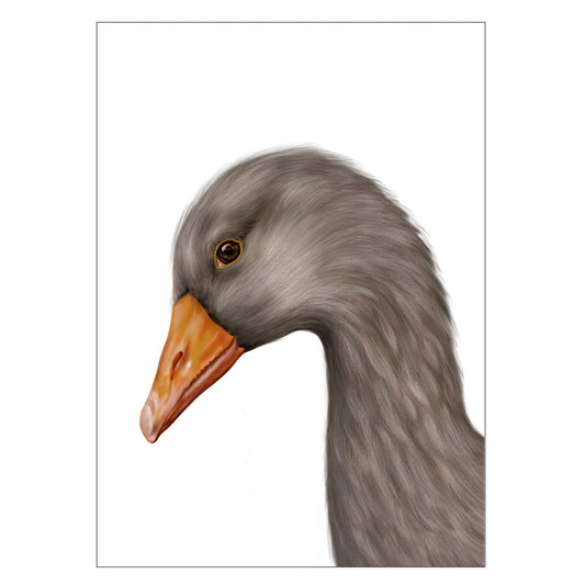 |weiss |Grußkarte Gans |Karte Graugans |grau