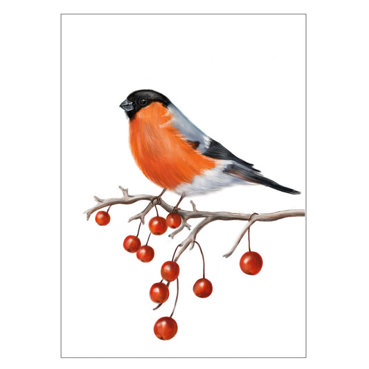 |weiss |Grusskarte Gimpel |Karte Beeren