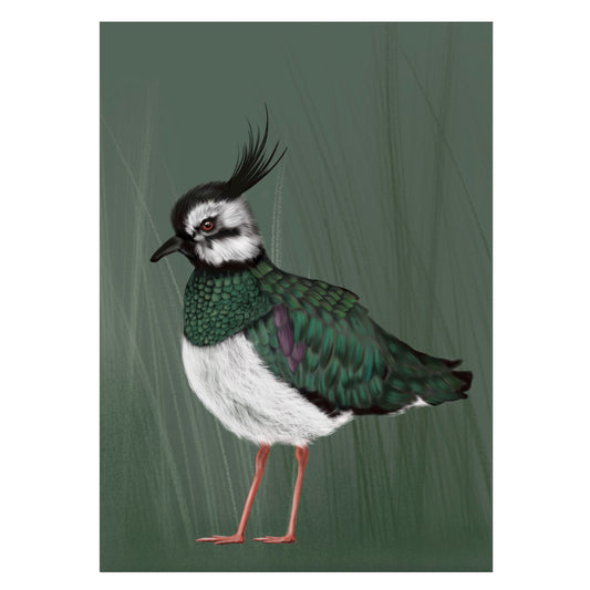 |grün |Grusskarte Kiebitz |Karte Vogel
