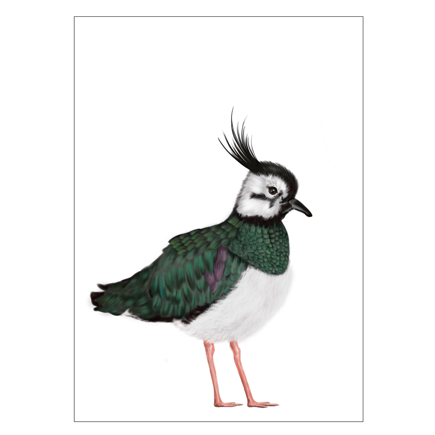 |weiss |Grusskarte Kiebitz |Karte Vogel