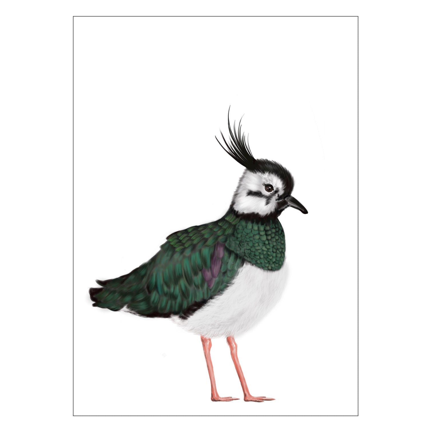 |weiss |Grusskarte Kiebitz |Karte Vogel