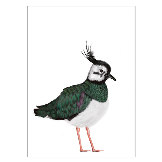 |weiss |Grusskarte Kiebitz |Karte Vogel