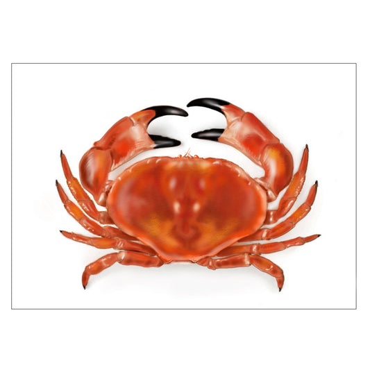 |weiss |Grusskarte Krebs |Karte Meerestier |rot 