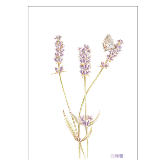 Grußkarte Lavendel