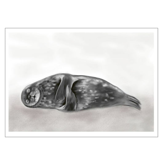 |weiss |Grusskarte Robbe| Karte Strand| grau| Meerestier