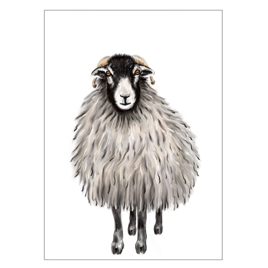 |weiss |Grusskarte Schaf |Schafwolle |grau