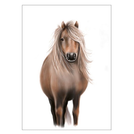 |weiss |Grusskarte Shetland Pony |KartePony |Pferd
