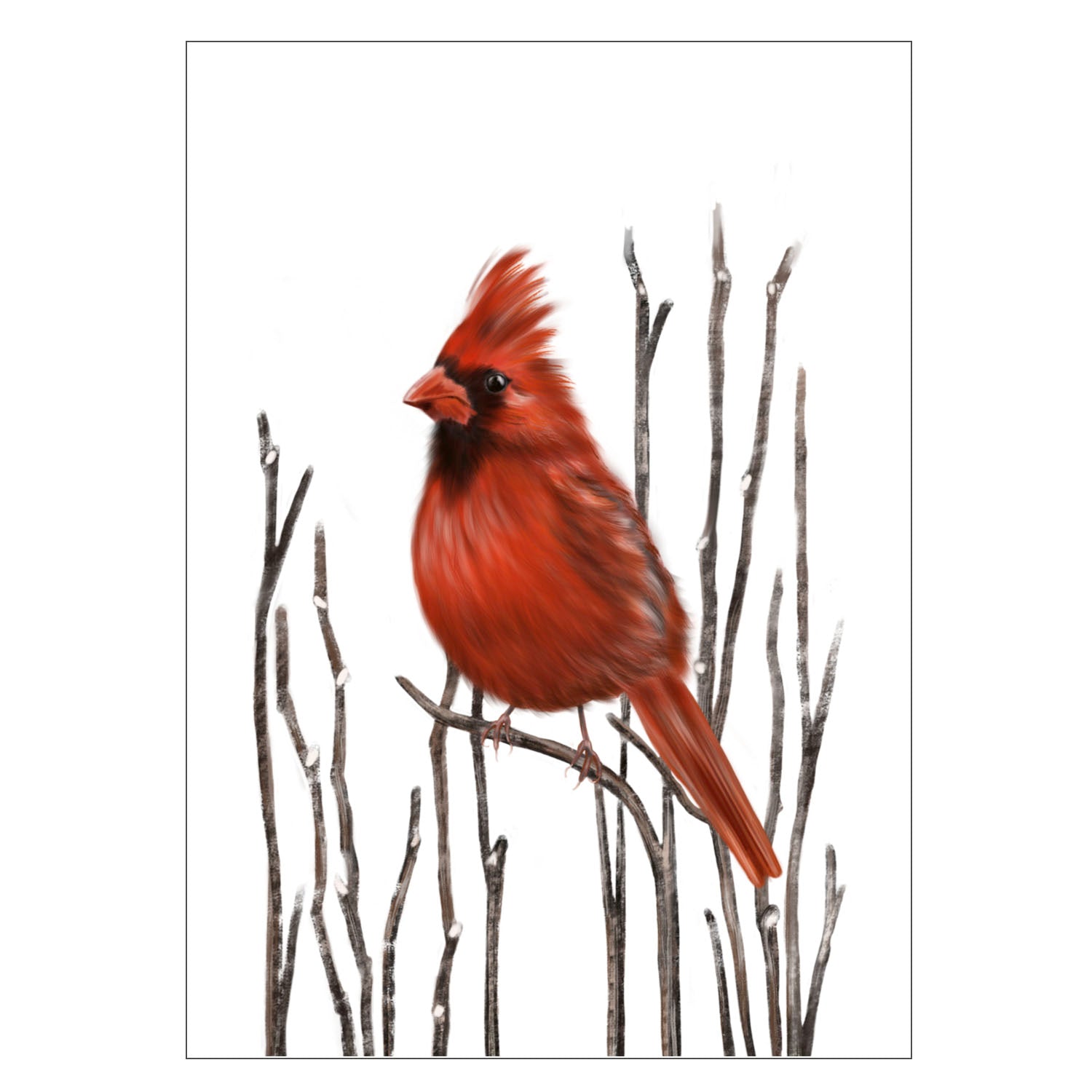 |weiss |Grusskarte Roter Kardinal |Karte Vogel