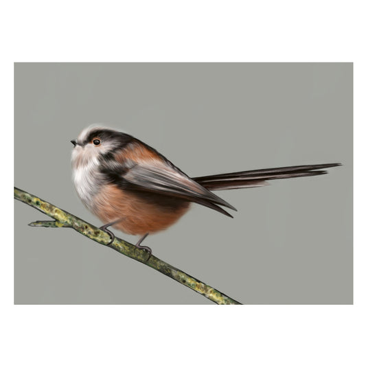 |grau |Grusskarte Schwanzmeise |Karte Vogel