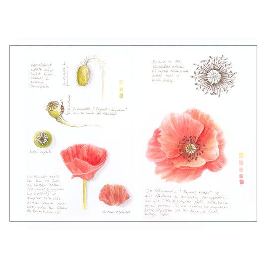 Kunstdruck Klatschmohn