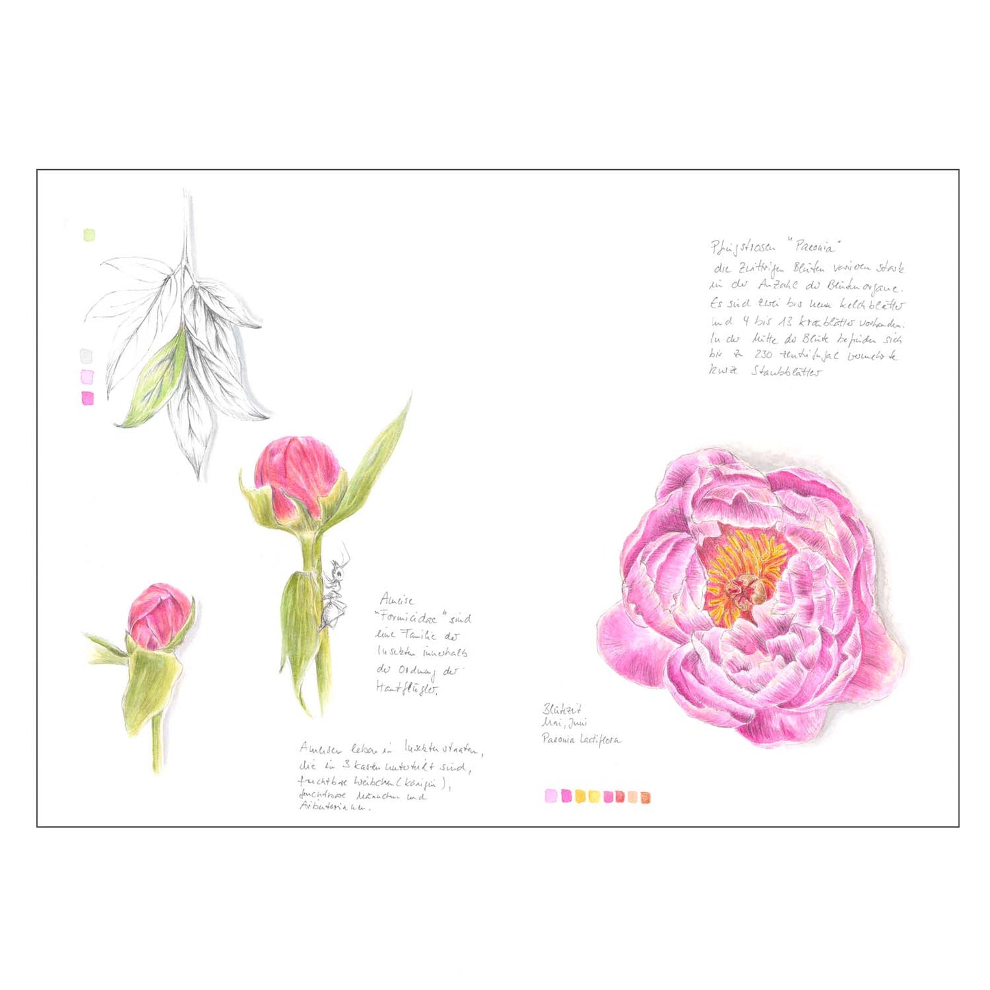 Kunstdruck Pfingstrose