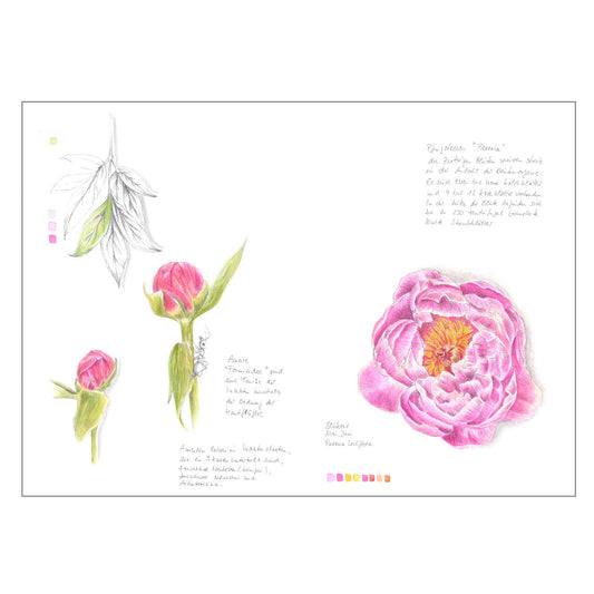 Kunstdruck Pfingstrose