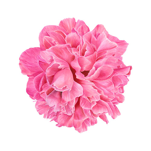 Limitierter Kunstdruck Pfingstrosen Blüte